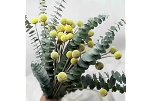 BEST ZOIKOM Eucalipto Preservado,Flores Secas Decoracion,Flores Secas,Dlores Preservadas,Bodas, Fiestas, decoración de Estilo Granja y Boho en el hogar