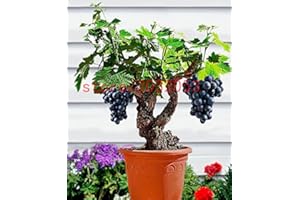SVI Grape Seeds 50 Japanese Dwarf Kyoho (Vitis labrusca) Deep Purple Table Grape Seeds Bonsai Fruit Seeds for Home Garden
