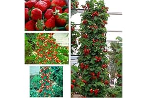 EXOTIC PLANTS Escalade fraise géante - 30 graines