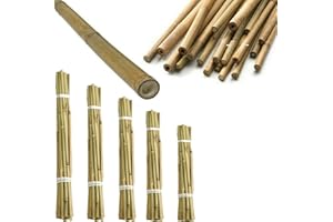 Q & H QUALITY HOUSEHOLD Q&H Strong Heavy Duty Professional Bamboo Canes 2ft, 3ft, 4ft, 5ft, 6ft - Outdoor Plant Support Garden Canes - Sturdy & Natural Bamboo Sticks for Plants Size - Natural Stake Pole Can (10, 3ft (90cm))