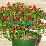 Maceta: Excluded 35pcs / lot de la herencia Semillas Thai Sun del pimiento picante de chile Capsicum annuum ornamental Bonsai Plant Mini Hot Pepper Seeds