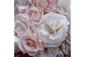 Papa Francesco®, rosa rampicante in vaso di Rose Barni®, pianta di rosa rampicante rifiorente a mazzi, altezza raggiunta fino a 3,5 metri, rifiorente con fiori color rosa chiaro, cod. 20068.