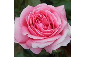 THOMPSON & MORGAN Rose ‘Special Anniversary’ Rosa Hybrid Tea Rose Potted Plant Hardy Shrubs Summer Flowering Garden Plants Scented Pink Double Flowers for Pots, Beds and Borders 1 x 3 Litre Pot by Thompson and Morgan