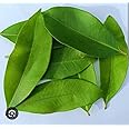 DADFirm Jamun Leaves Fresh, jamun Ke Patte, Natural Leaf 150 no.
