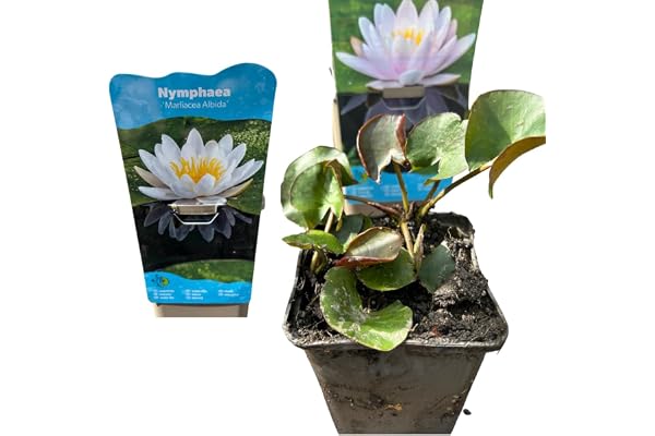 Nymphaea Nymphaea Nymphaea Plante de bassin résistante à l'hiver pour étangs de terrasse, tonneaux et étangs de jardin, blanc