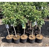 Mirabelle von Nancy im großen Topf 60-80cm Dünger für die Jahresdüngung Terrassenobst Mirabellenbaum Obst