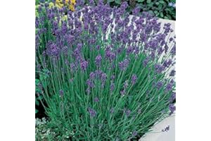 WOLDS COLLECTION Lavender Munstead 1ltr Plants in 13cm Pot (2 Plants)