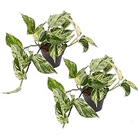 Efeutute, Scindapsus, (Epipremnum aureum) Sorte: Marble Queen, weiß-grünes gezeichnetes Blattwerk, rankend, Ampelpflanze…