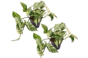 UNSERE-GAERTNEREI-MUELLER Efeutute, Scindapsus, (Epipremnum aureum) Sorte: Marble Queen, weiß-grünes gezeichnetes Blattwerk, rankend, Ampelpflanze, luftreinigend (2er Set im 12cm Topf)