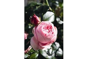 KÜHR BAUM- U. ROSENSCHULEN Kletterrose Giardina im 7 Liter Rosentopf