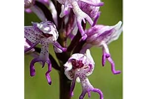 SVI (Orchis Men # 696) Neuer Orchis Italica, auch bekannt als: Italienische Männer Orchid, Pyramide Affe Orchidee, Orchidee Testes -100 Samen/Lot (O & Männer 696)