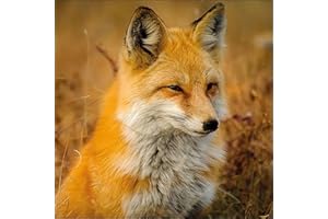 Crafty Things 4 x Paper Napkins - Fox - Ideal for Decoupage/Napkin Art