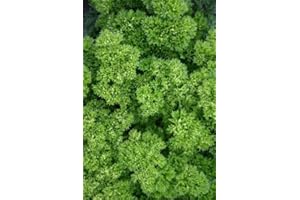 Just Seed - Parsley - Champion Moss Curled - 500 Seeds - Economy Pack