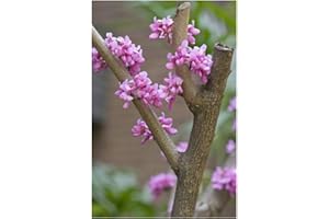 RP Seeds Cercis chinensis (Chinese Redbud) - 30 Seeds