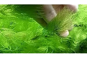 K2AQUA Ceratophyllum Demersum 10 Stems Hornwort Live Aquatic Plant for Aquarium Fish Tank Shrimp Pond Oxygenating Fast Growing Freshwater Easy Care Lush Green Decoration Natural Habitat