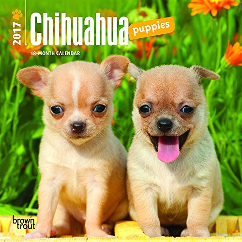 Download Chihuahua Puppies 2017 Mini Wall Calendar