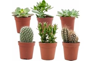 ZynesFlora Cactus et Succulentes Naturelles en pot de fleurs Ø 5.5 cm - Lot de 6 - Hauteur: 5-10 cm - Mélange de Succulentes Petite Variétés Diverses Plantes Grasses d'Intérieur