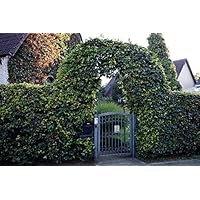 Suchergebnis auf Amazon.de für: Über 200 EUR - Blumen & Pflanzen: Garten