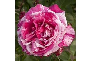 Peter Beales Roses UK Raspberry Cream Twirl Climbing Rose, Deep Pink with Cream Stripes, 240cm x 180cm