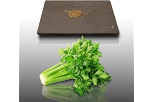 LE GRENIER D'ABONDANCE LES GRAINES QUI DONNENT ENVIE 100 graines Aromatiques à semer - Le Grenier d'Abondance - CÉLERI à couper - Apium graveolens