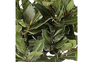 VIVEROS LA DAMA Laurel Comestible - Maceta 15cm. - Altura total aprox. 40cm. - Planta viva - (Envíos sólo a Península)