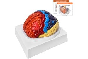 YONGYUN Modello Anatomico del Cervello 2 Parti, a Grandezza Naturale, con Segni Anatomici per Aula Scienze