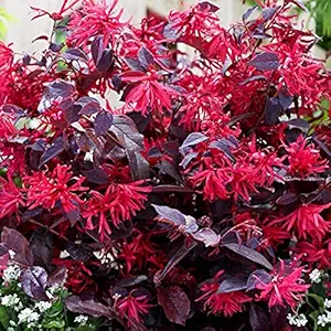 Aiden Gardens Rare Garden Plant Loropetalum Loropetalum chinensis Red Chinese Fringe Flower 1 Healthy Live Plant On Pot