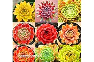 SVI Neue Ankunft! Hausgarten Pflanze 10 Stück Seltene Sempervivum Mix Sukkulenten Samen Blumen für Zimmer, Bonsai Topfpflanzen * Geschenk, # CD4KB