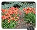 Produktbild New display at the Pyramids 93 Mouse Pad, Mousepad (Flowers Mouse Pad)