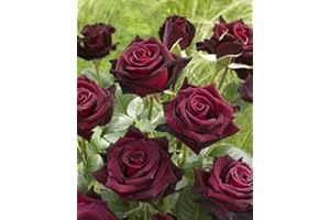 Black Baccara ®, rosa viva di Rose Barni®, rosa in vaso effetto prestigio di color rosso scurissimo vellutato, ideale per coltivazione in vaso, composizioni e cespugli, rifiorente cod. 71046