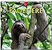 Produktbild MF-Kalender Faultiere 2019