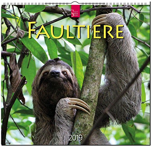 Preisvergleich Produktbild MF-Kalender Faultiere 2019