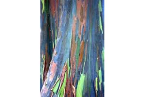 55 graines d'Eucalyptus deglupta, Rainbow-Arbre, Rainbow-Gum, graines viables rares