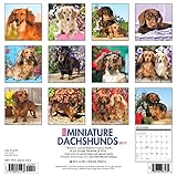 Image de Just Miniature Dachshunds 2017 Calendar