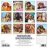 Image de Just Miniature Dachshunds 2017 Calendar