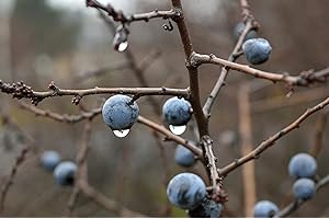 F&G Supplies Blackthorn Hedging Plants Bare Root Prunus Spinosa Native Trees Sloe Berries (Single - 10 Packs) (1, 1-2ft (30-60cm))
