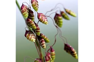 HAPPY GREEN SHOP Quaking Grass - 250 Seeds + freebie + Plant tag (Briza Minor)