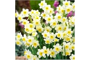 SCHONE PRODUCTS (UK) 10 x Dwarf Daffodil Minnow- Charming Fragrant Multi Headed Variety- for a Beautiful Spring Garden