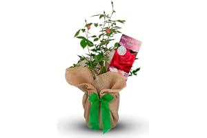 CARBETH PLANTS King Charles III Rose Bush - King Charles Third Rose Plant - Gift Wrapped Rose Bush in a 3 Litre Pot (1 Plant)