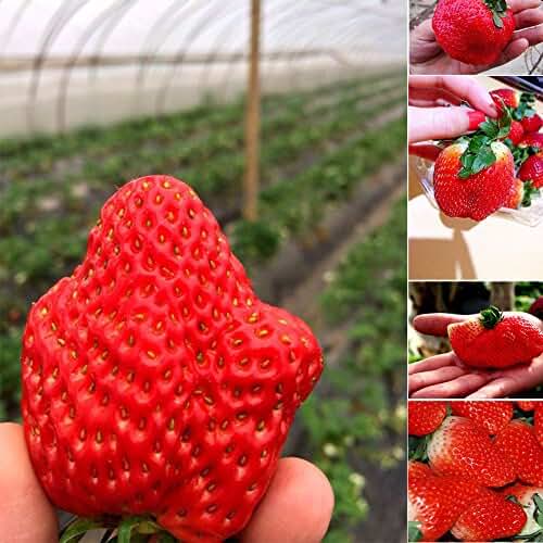 Amazon.co.uk giant strawberry plants