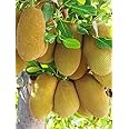 GreenWorld Special Sweet All Time Jackfruit Plant (GRAFTED) Healthy Thailand Variety,''Fruit After 1 Year''