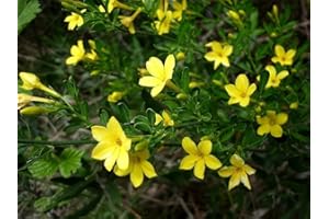 TU PROPIO JARDÍN 20 Semillas de Jazmín Silvestre Amarillo (Jasminum Fruticans)