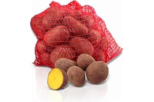 FRUCHTVERSAND24® Speisekartoffeln Laura 12,5kg | lecker und cremig im Geschmack | sehr gelbfleischig | vorw. festkochend | für Ofenkartoffeln, Pommes Frites, Salzkartoffeln, Wilde Kartoffeln