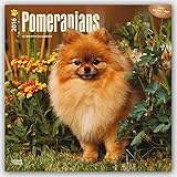 Pomeranians 2016 - Zwergspitze - 18-Monatskalender mit freier DogDays-App: Original BrownTrout-Kalender [Mehrsprachig] [Kalender] (Wall-Kalender) by 
