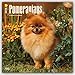 Pomeranians 2016 - Zwergspitze - 18-Monatskalender mit freier DogDays-App: Original BrownTrout-Kalender [Mehrsprachig] [Kalender] (Wall-Kalender) by 