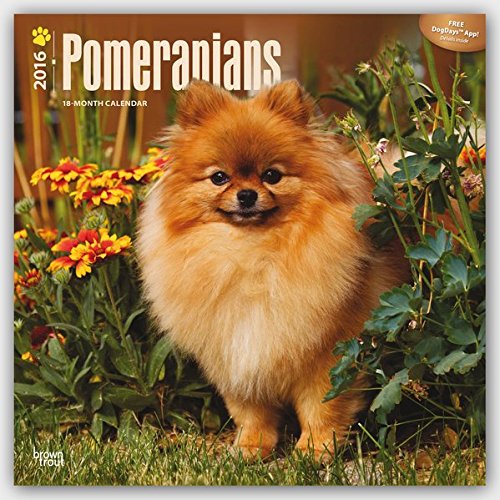 Pomeranians 2016 - Zwergspitze - 18-Monatskalender mit freier DogDays-App: Original BrownTrout-Kalender [Mehrsprachig] [Kalender] (Wall-Kalender)