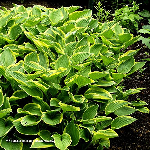 AUSVERKAUF : Hosta - Funkie " Golden Tiara "