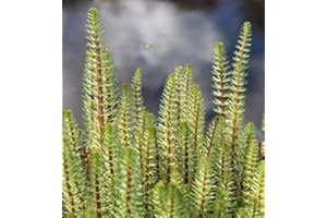 WASSERPFLANZEN WOLFF - fertig im PFLANZKORB - Hippuris vulgaris - Tannenwedel - Teichpflanze - winterhart - heimisch - QUALITÄTSSTAUDE - durchwurzelt