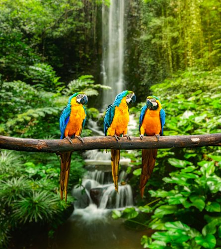 Bilderdepot24 selbstklebende Fototapete „Blau-Gelber Macaw Papagei“ 178×200 cm – direkt vom Hersteller - 2