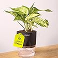 KYARI Good Luck Money Variegated Live Plant with Black Self Watering Pot - Small 4 Inch